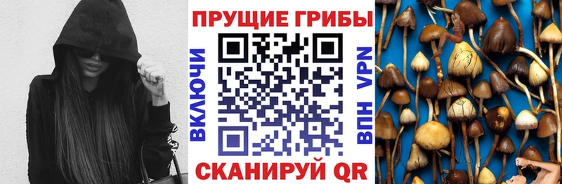 Купить где  Болгар  Псилоцибиновые грибы Psilocybine cubensis 